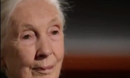 Jane Goodall Interview